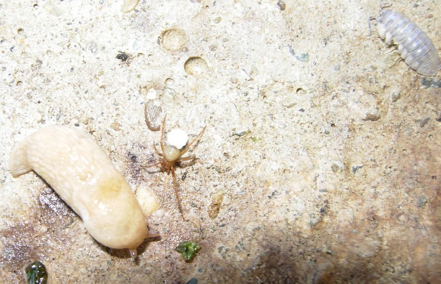 ragnetto sotto una pietra